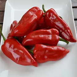 بذر فلفل کاپی قرمز تند بسته ۲۵ عددی