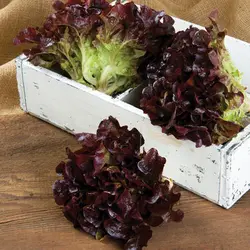 بذر کاهو رکسای بسته ۱۰۰ عددی