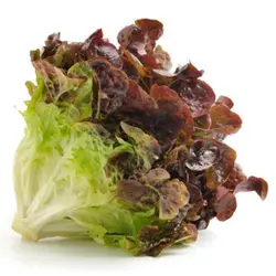 بذر کاهو رکسای بسته ۱۰۰ عددی