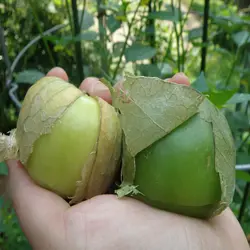 بذر توماتیلو (فیسالیس) سبز بسته ۲۵ عددی