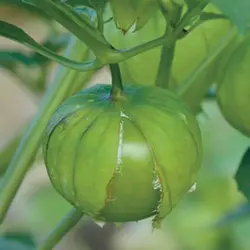 بذر توماتیلو (فیسالیس) سبز بسته ۲۵ عددی
