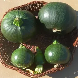 بذر کدو دلمه سبز هیبرید پر رنگ بسته بذر ۱۰ عددی