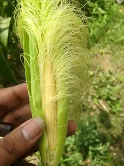 بذر ذرت بیبی کورن بسته ۲۵ عددی