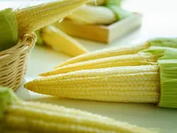 بذر ذرت بیبی کورن بسته ۲۵ عددی