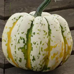 بذر کدو فستیوال هیبریدF1بسته ۷ عددی