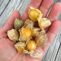 بذر فیسالیس آمریکایی بسته 30 عددی