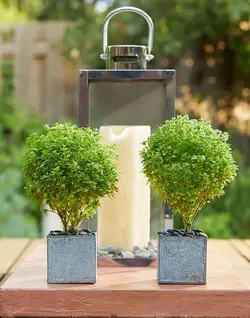 بذر ریحان بوته ای خوش عطر مینیاتوری ایتالیایی بسته ۱۰۰ عددی