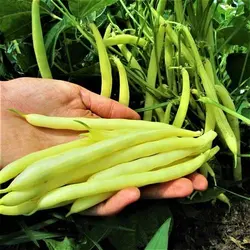 بذر لوبیا طلایی آمریکایی بسته 10 عددی