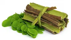 بذر درخت گز روغنی (مورینگا) بسته 3 عددی