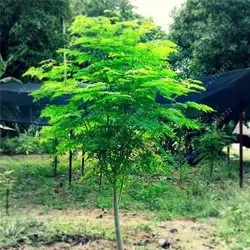 بذر درخت گز روغنی (مورینگا) بسته 3 عددی