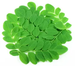 بذر درخت گز روغنی (مورینگا) بسته 3 عددی