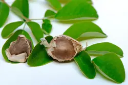 بذر درخت گز روغنی (مورینگا) بسته 3 عددی