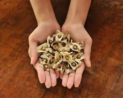 بذر درخت گز روغنی (مورینگا) بسته 3 عددی