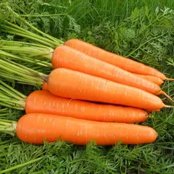 بذر هویج نارنجی هیبرید مجارستانی بسته 50 عددی