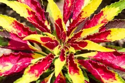 بذر گل آمارانتوس پهن برگ رنگارنگ ایتالیایی بسته 50 عددی