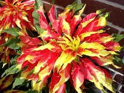 بذر گل آمارانتوس پهن برگ رنگارنگ ایتالیایی بسته 50 عددی