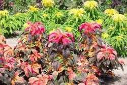 بذر گل آمارانتوس پهن برگ رنگارنگ ایتالیایی بسته 50 عددی