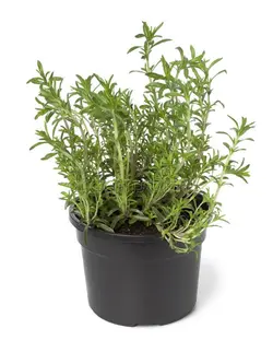 بذر مرزه آمریکایی گلدانی بسته 30 عددی