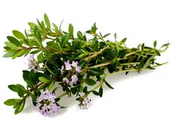 بذر مرزه آمریکایی گلدانی بسته 30 عددی