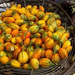 بذر بادمجان ترشی توگا پاکت اورجینال ایتالیایی 500 عددی