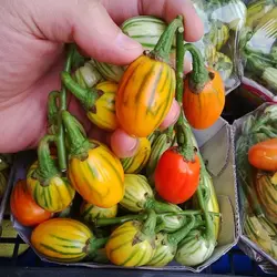 بذر بادمجان ترشی توگا پاکت اورجینال ایتالیایی 500 عددی
