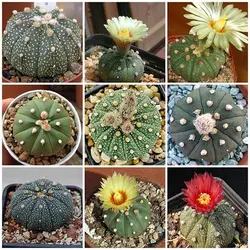 بذر کاکتوس آستروفیتوم آستریاس میکس بسته 10 عددی