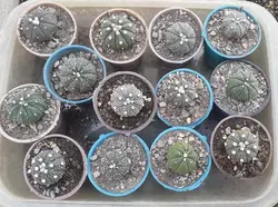 بذر کاکتوس آستروفیتوم آستریاس میکس بسته 10 عددی