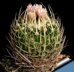 بذر کاکتوس اچینو فوسالو بسته 20 عددی