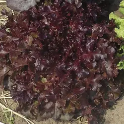 بذر کاهو سالاد بول قرمز آمریکایی بسته 50 عددی