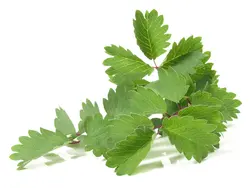بذر سالاد برنت بسته 30 عددی