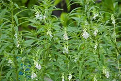 بذر کنجد اعلای ایرانی بسته 200 عددی