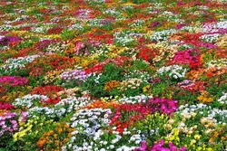 بذر گل قالی جادویی رنگارنگ آمریکایی بسته 50 عددی
