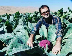 بذر کلم گل بنفش مخملی بسته 20 عددی