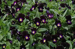 بذر گل بنفشه خوراکی تزئینی مشکی بسته 200 عددی