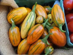 بذر بادمجان توگا مکزیکی بسته 20 عددی