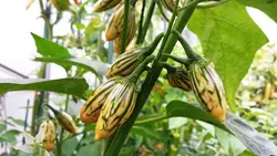 بذر بادمجان توگا مکزیکی بسته 20 عددی