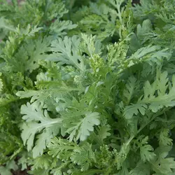بذر سبزی شانجیکو معطر بسته 50 عددی
