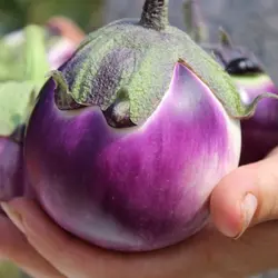 بذر بادمجان ویولتا بسته ۳۰ عددی