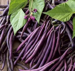 بذر لوبیا بنفش کارمینات  آمریکایی بسته 10 عددی