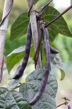 بذر لوبیا بنفش کارمینات  آمریکایی بسته 10 عددی