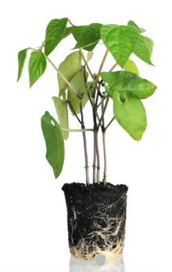 بذر لوبیا بنفش کارمینات  آمریکایی بسته 10 عددی