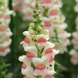 بذر گل میمون شکوفه سیب آمریکایی هیبرید بسته 15 عددی