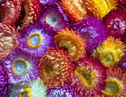 بذر گل جاوید رنگارنگ آمریکایی بسته 50 عددی