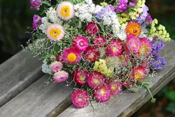 بذر گل جاوید رنگارنگ آمریکایی بسته 50 عددی
