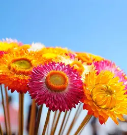 بذر گل جاوید رنگارنگ آمریکایی بسته 50 عددی