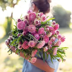 بذر گل جاوید رنگارنگ آمریکایی بسته 50 عددی