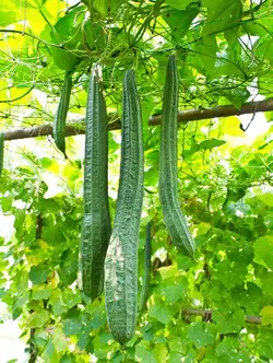 بذر لوفا هندی هیبرید پاکت اورجینال 20 عددی