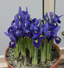 بذر گل زنبق گنتار معطر فرانسوی بسته 5 عددی