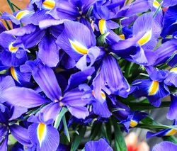 بذر گل زنبق گنتار معطر فرانسوی بسته 5 عددی