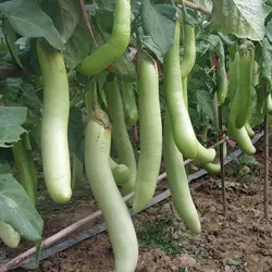 بذر بادمجان سبز قلمی هیبرید بسته ۱۵ عددی